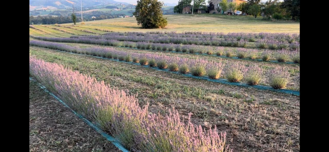Willa La Baita Nei Boschi Serramazzoni Zewnętrze zdjęcie