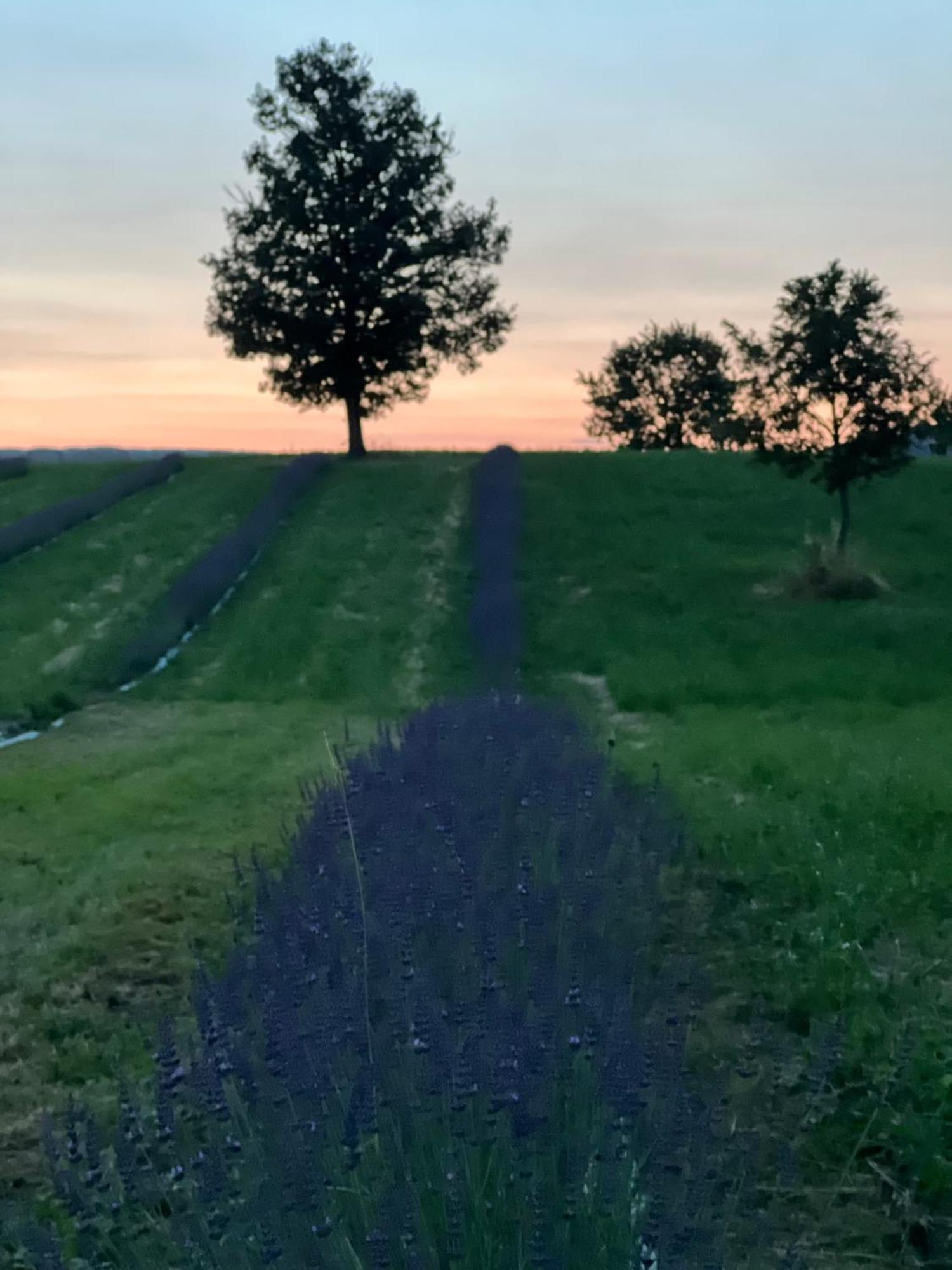Willa La Baita Nei Boschi Serramazzoni Zewnętrze zdjęcie